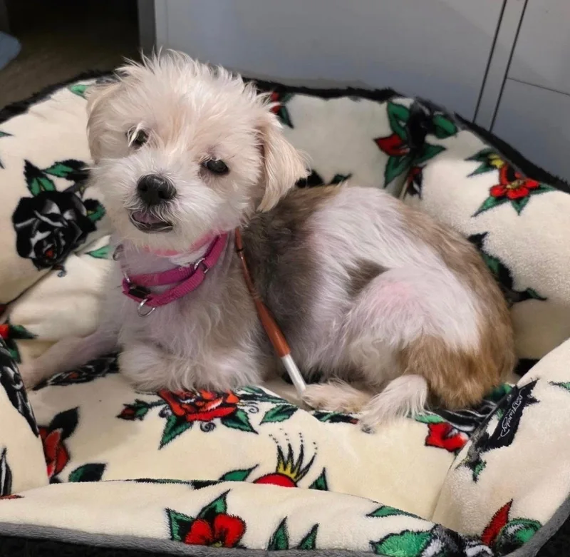 An adult small-sized female Terrier dog named Sophia for adoption in New York, NY