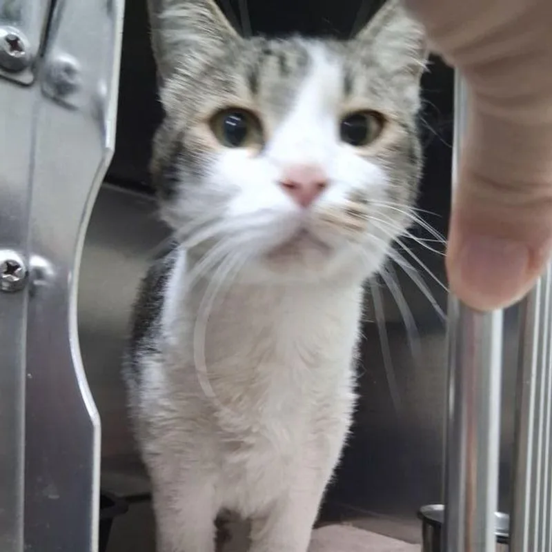 An adult medium-sized male Brown / Chocolate Domestic Short Hair cat named Grey for adoption in Lake Havasu City, AZ