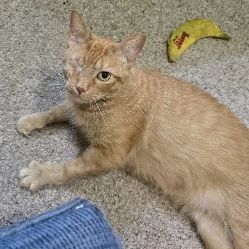 A young small-sized male Tabby (Orange / Red) Tabby cat named Tomcat Petty for adoption in Knoxville, TN
