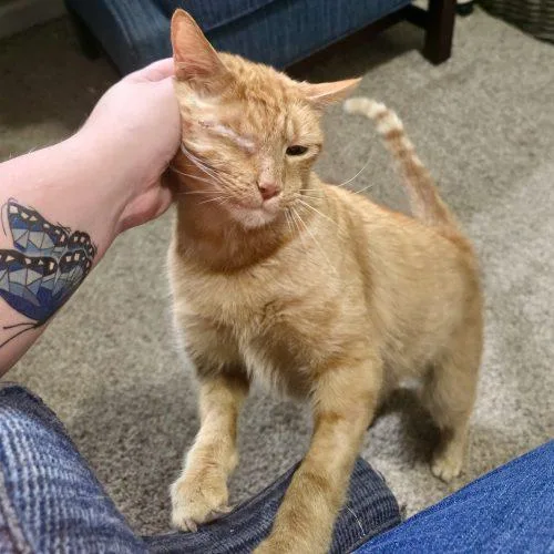 Tomcat Petty thumbnail 3