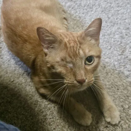 Tomcat Petty thumbnail 5