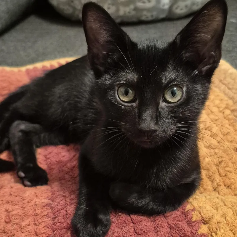A baby small-sized male Black Domestic Short Hair cat named Vada for adoption in Richmond, VA