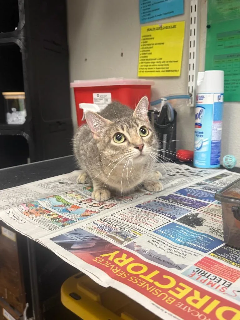 A young medium-sized female Domestic Short Hair cat named Boysenberry for adoption in Sorrento, LA