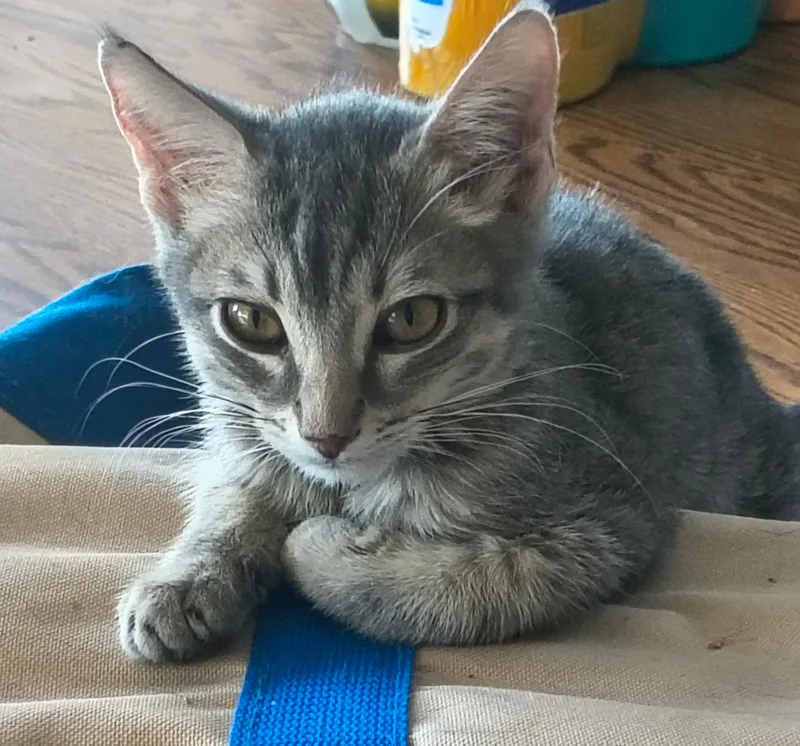 A baby small-sized male Tabby (Gray / Blue / Silver) Tabby cat named Waylon for adoption in Gilbert, AZ