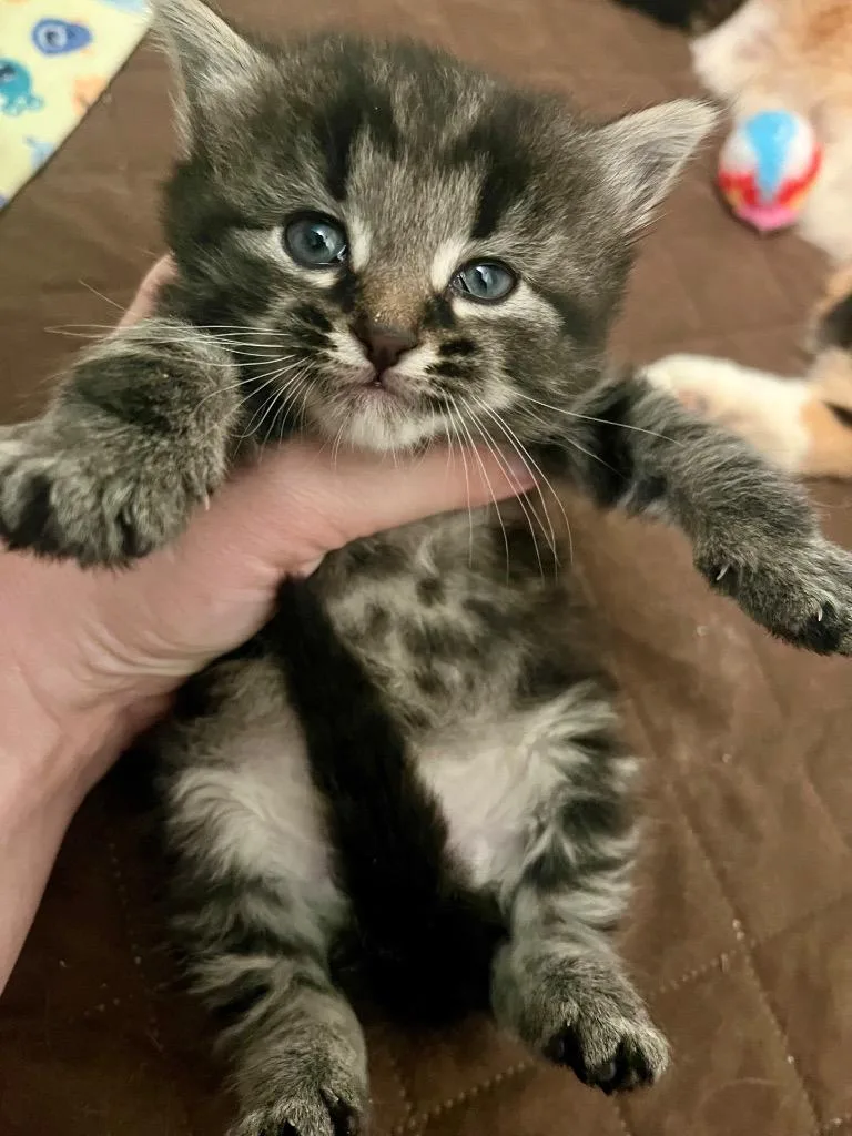 A baby medium-sized female Domestic Short Hair cat named Sandy for adoption in Johnson City, TN