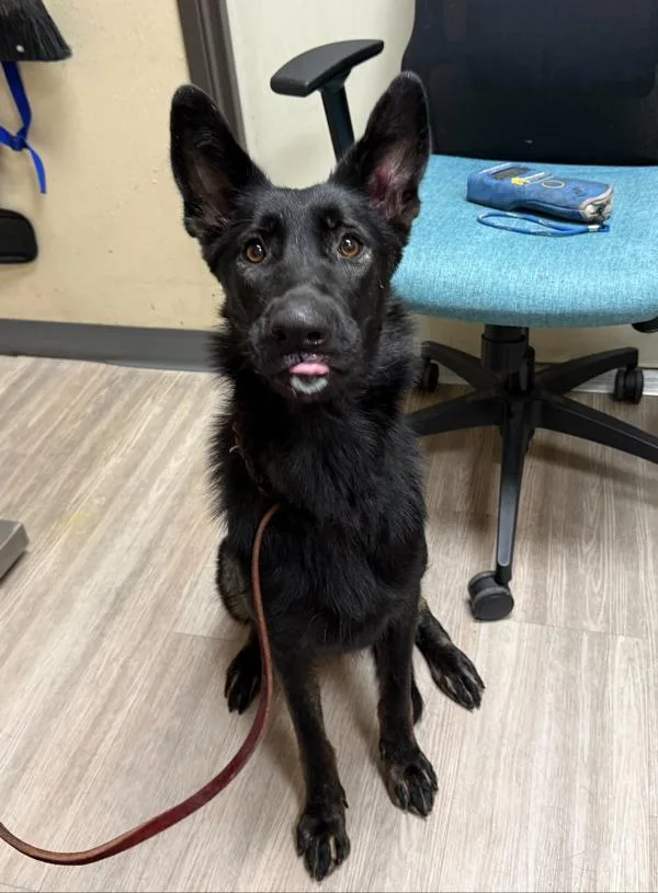 An adult medium-sized female German Shepherd Dog dog named Broccolini for adoption in Oceanside, CA