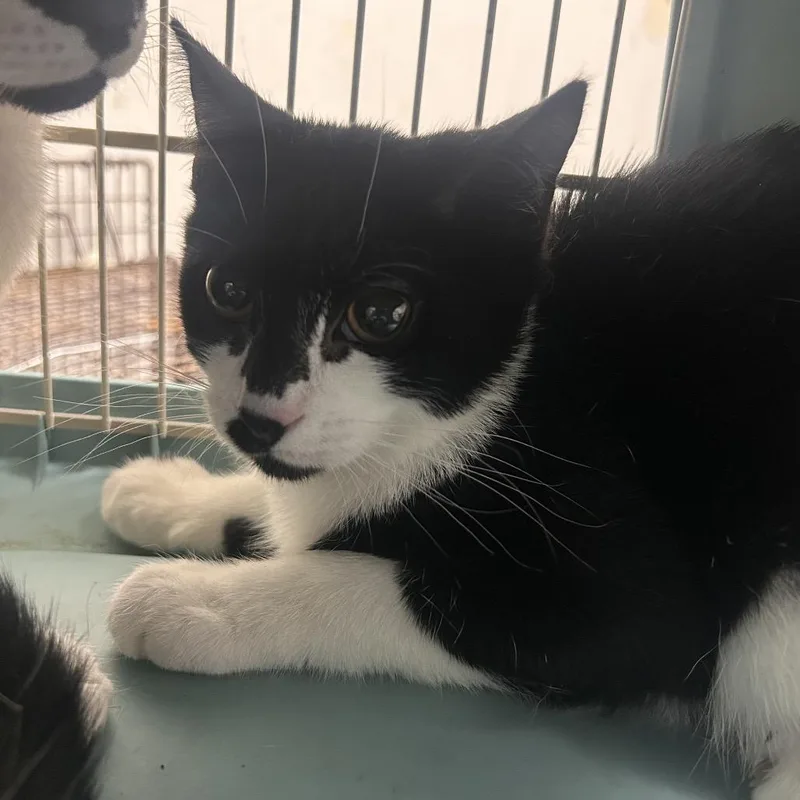 A baby small-sized male Black Domestic Short Hair cat named Frosted Flakes for adoption in Philadelphia, PA