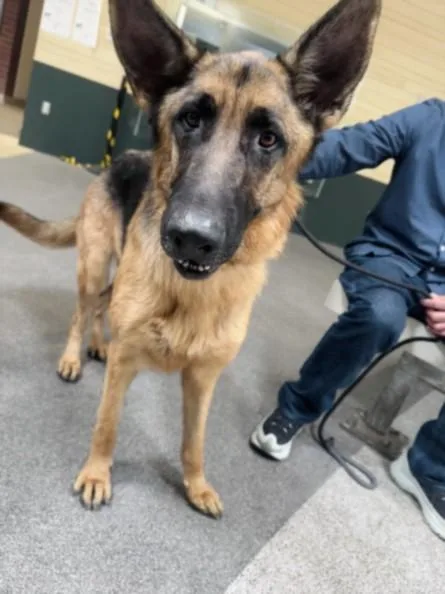 An adult large-sized male German Shepherd Dog dog named Rocky for adoption in Los Angeles, CA