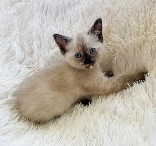 A baby medium-sized female Domestic Short Hair cat named Olive for adoption in Salt Lake City, UT