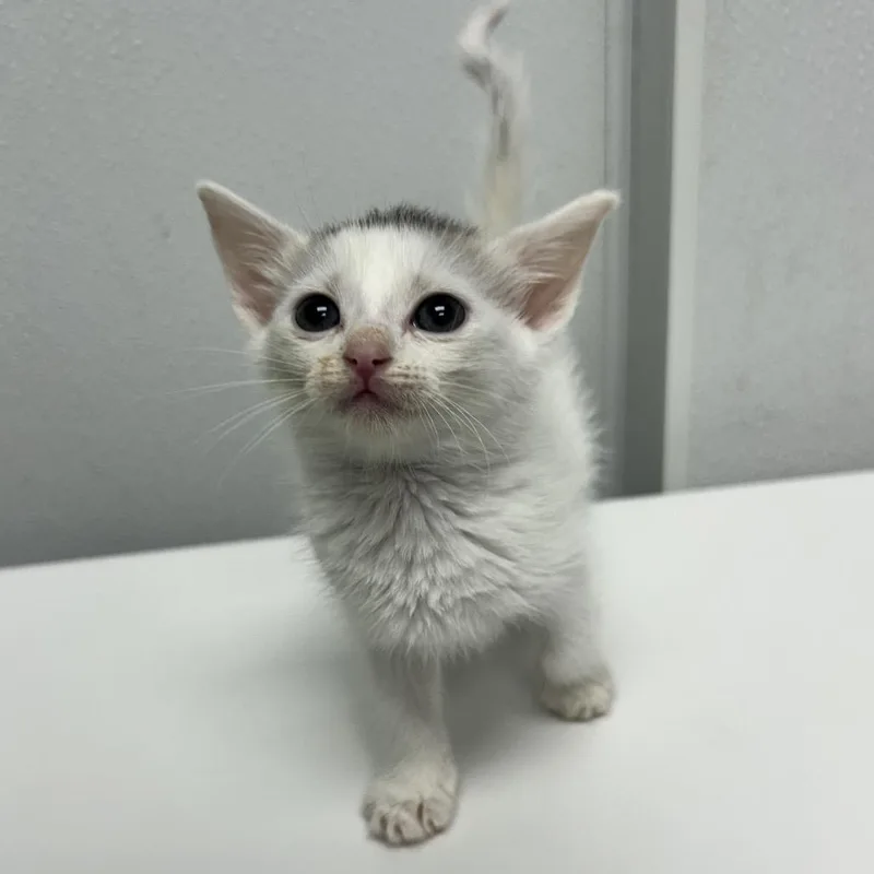 A baby small-sized female White Domestic Short Hair cat named Tails for adoption in Abilene, TX