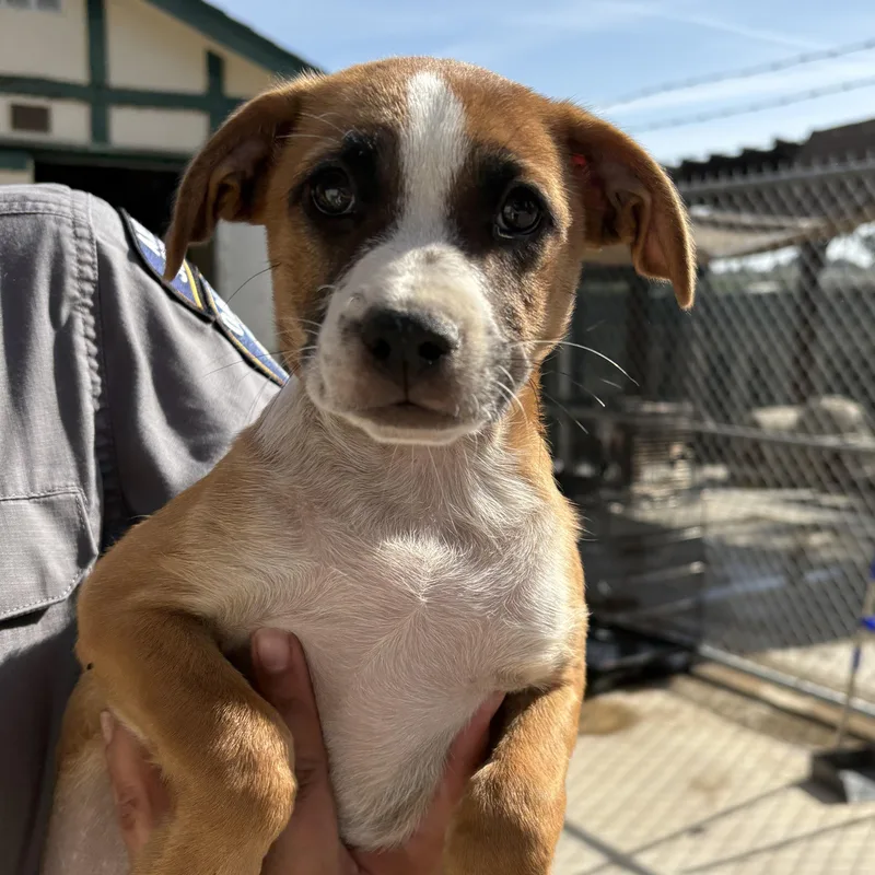 A baby large-sized male Brown / Chocolate Boxer dog named Freddy for adoption in Oakdale, CA