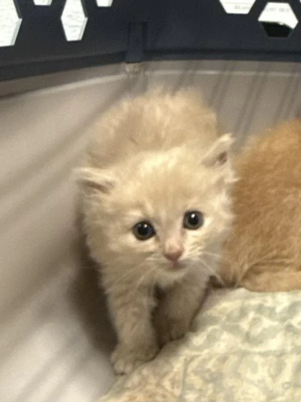 A baby small-sized male Domestic Medium Hair cat named Suzuki for adoption in Mobile, AL