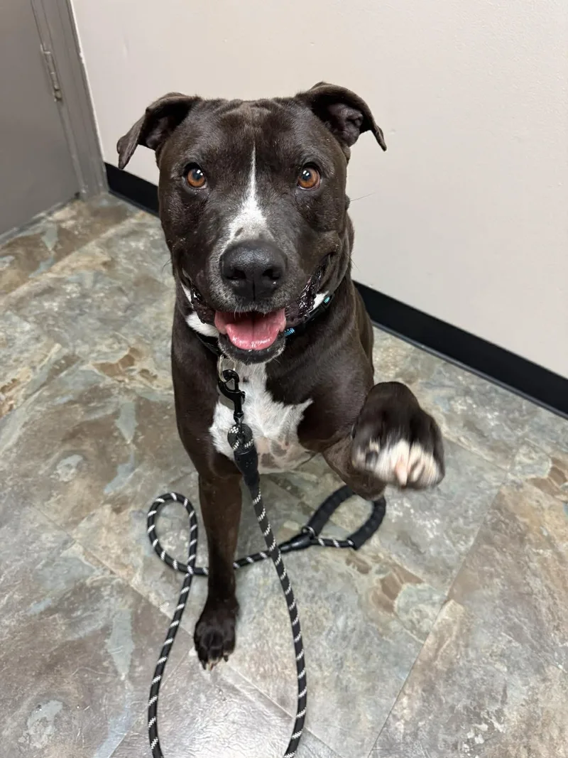 An adult large-sized male Pit Bull Terrier dog named Nikko Loving Heart for adoption in Sugar Land, TX