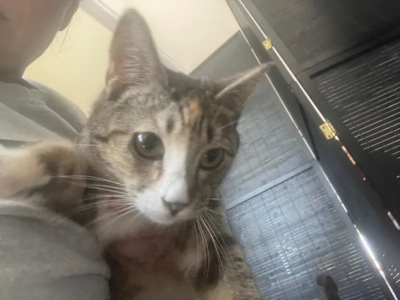 A young small-sized female Domestic Short Hair cat named Cinnamon Roll for adoption in Gorham, ME