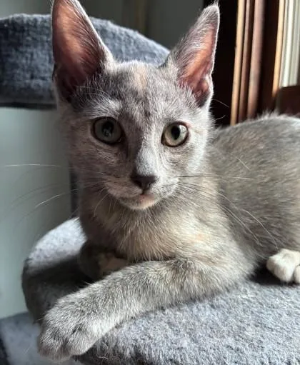 A baby small-sized female Gray / Blue / Silver Domestic Short Hair cat named Princess Bubblegum for adoption in Kansas City, MO
