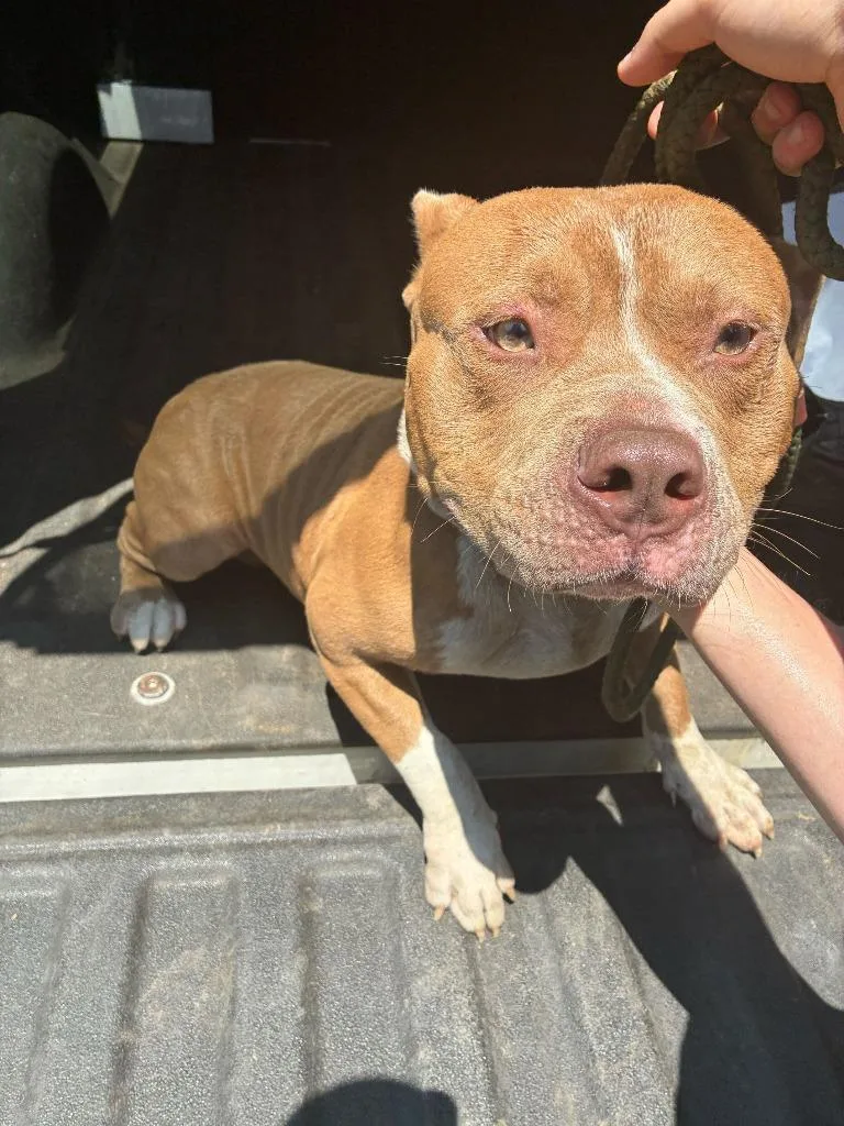 A young medium-sized male Pit Bull Terrier dog named Cuddles for adoption in Chickamauga , GA