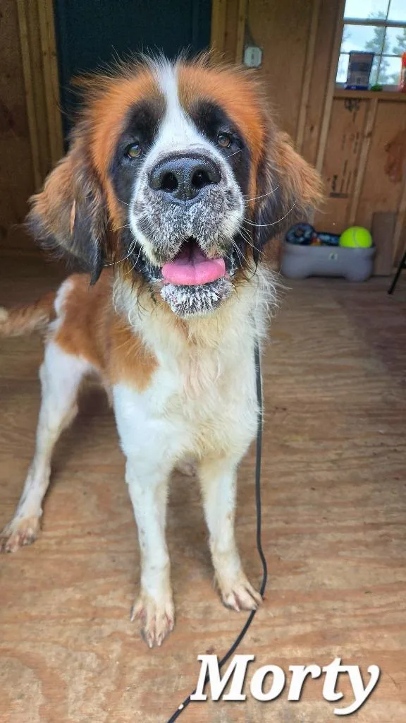 A young large-sized male Saint Bernard dog named Morty Yrly for adoption in Sidney, OH