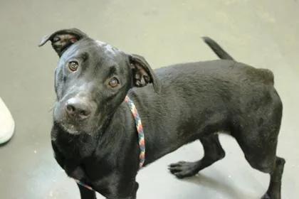 A young medium-sized female American Staffordshire Terrier dog named Hazel for adoption in Picayune, MS