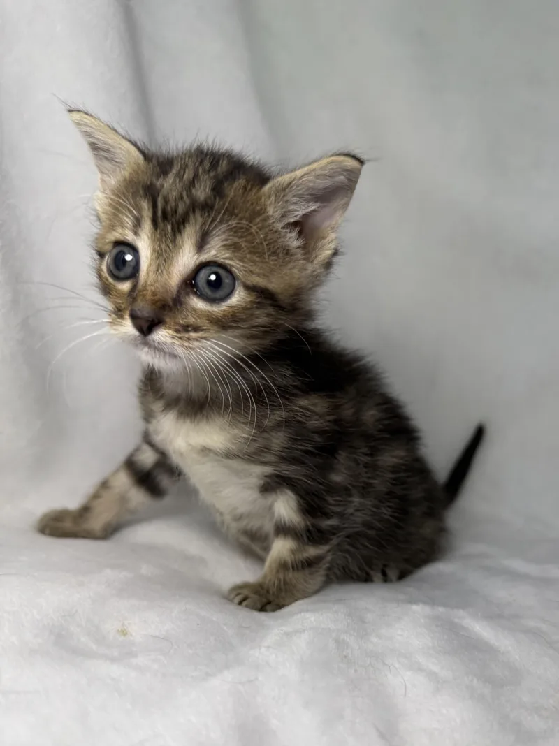 A baby medium-sized male Tabby (Brown / Chocolate) Domestic Short Hair cat named Chip for adoption in Greensboro, NC