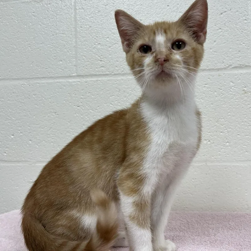 A baby small-sized male Orange / Red Domestic Short Hair cat named Swoope OrangeWhite for adoption in Verona, VA
