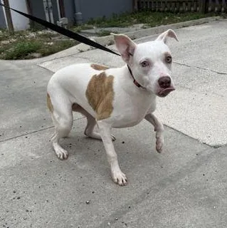 A baby medium-sized female White / Cream Mixed Breed dog named Charmeleon for adoption in Fernandina Beach, FL