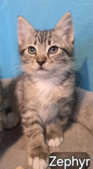 A baby small-sized female Domestic Short Hair cat named Zephyr for adoption in Pueblo, CO