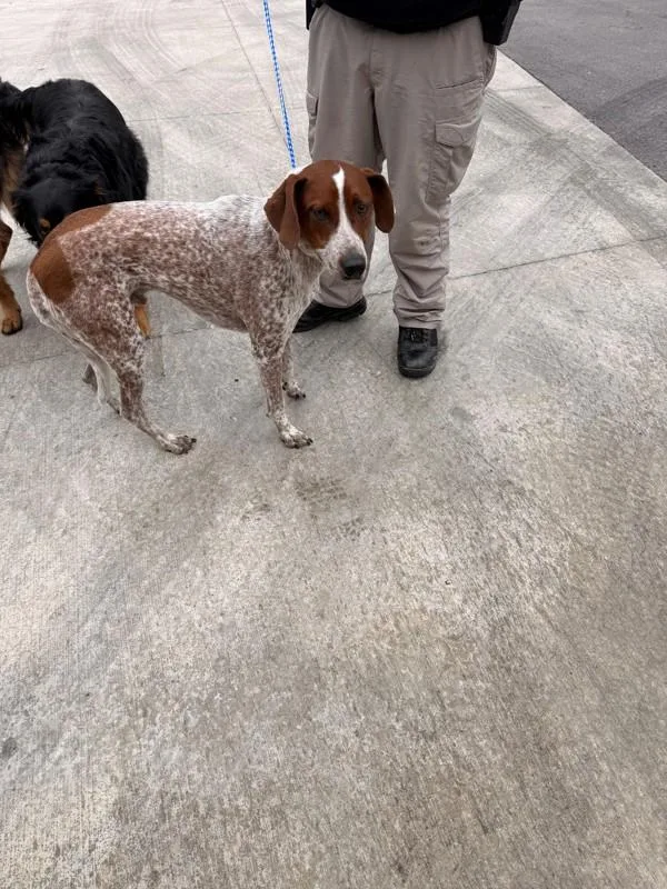 An adult large-sized male Coonhound dog named Charlie for adoption in Campbellsville, KY