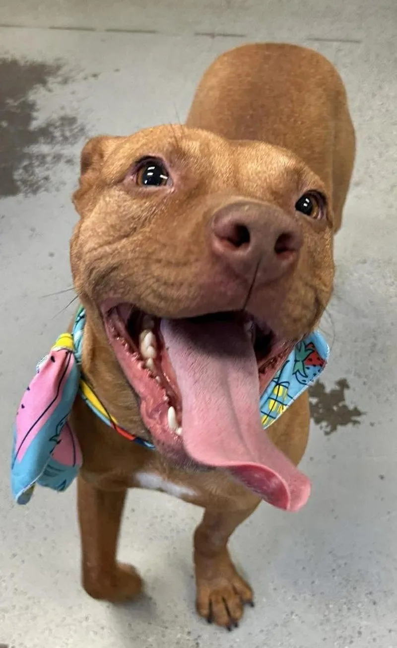 An adult medium-sized male Pit Bull Terrier dog named Bindi for adoption in Vancouver, WA