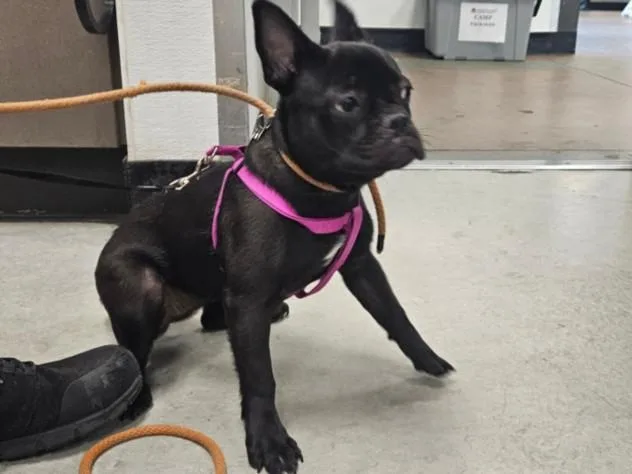 A young small-sized female French Bulldog dog named Stormy for adoption in Van Nuys, CA