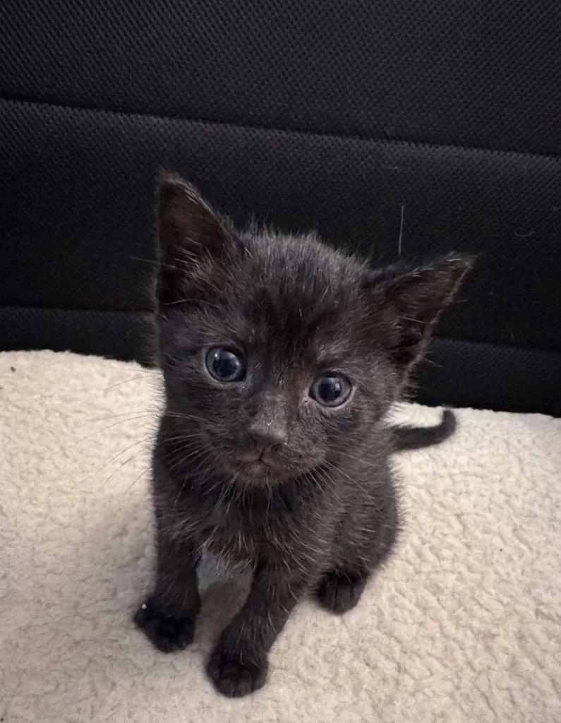 A baby small-sized male Domestic Short Hair cat named Ilia for adoption in Ewing, NJ