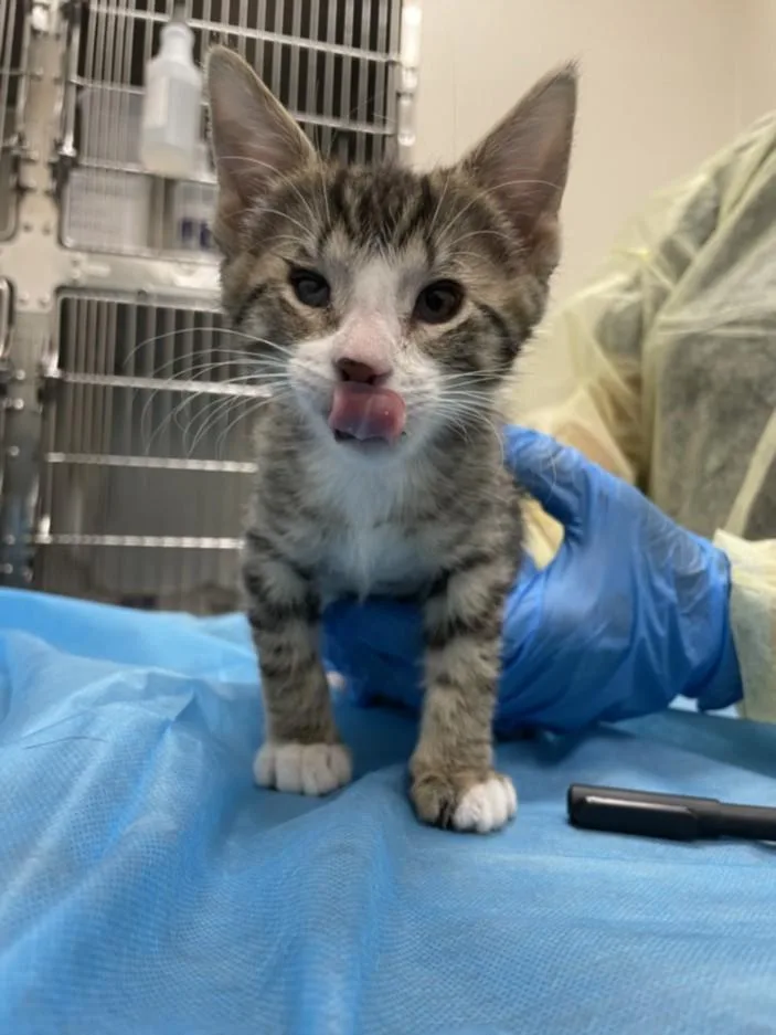 A baby small-sized female Domestic Short Hair cat named Rory for adoption in Las Vegas, NV