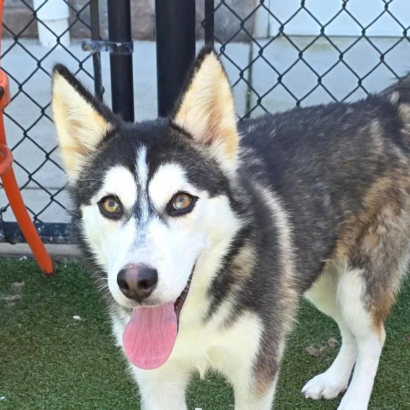 A baby medium-sized female Husky dog named Pocahontas for adoption in Chatham, VA