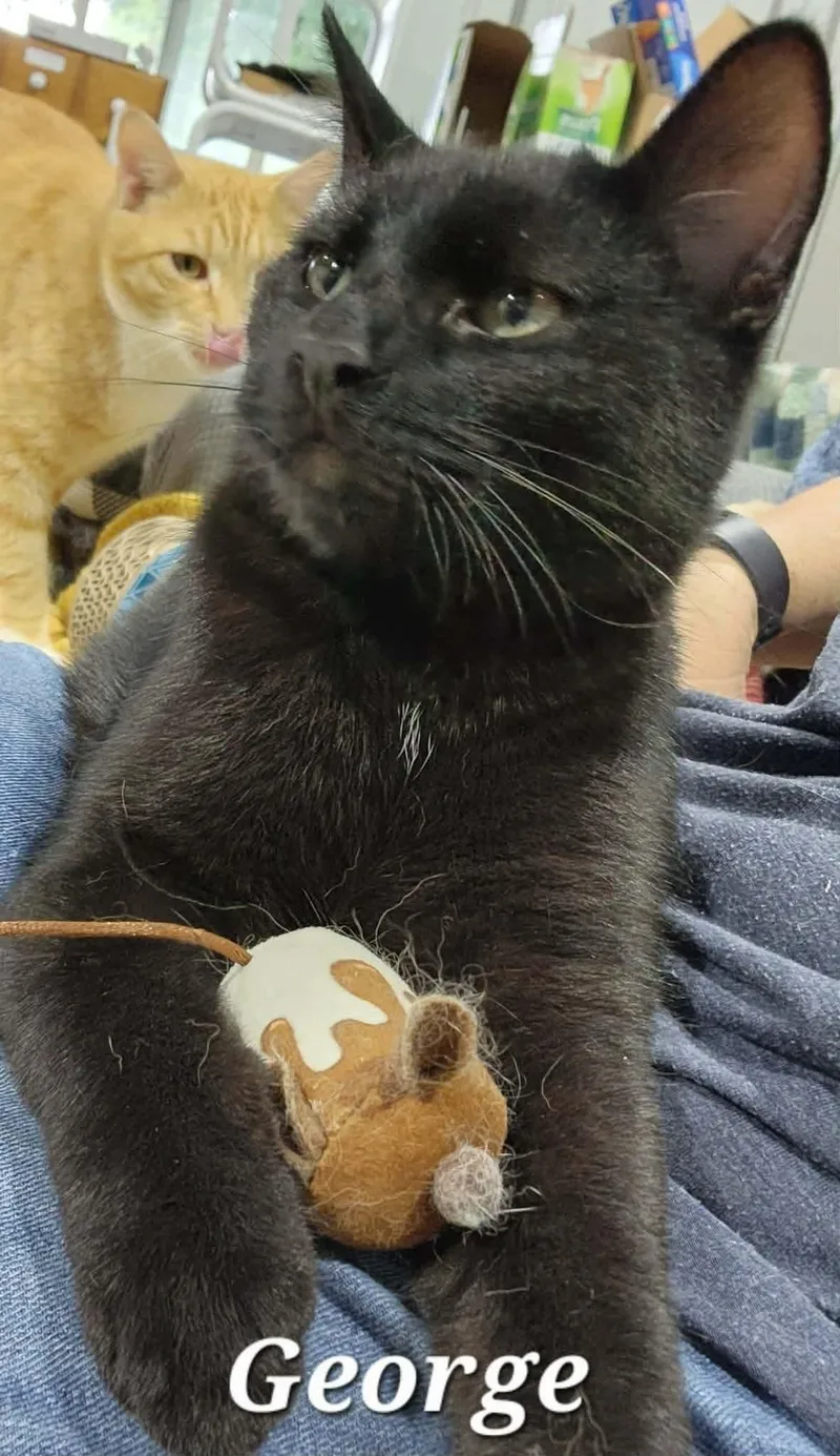A young medium-sized male Black Domestic Short Hair cat named George for adoption in De Soto, IA