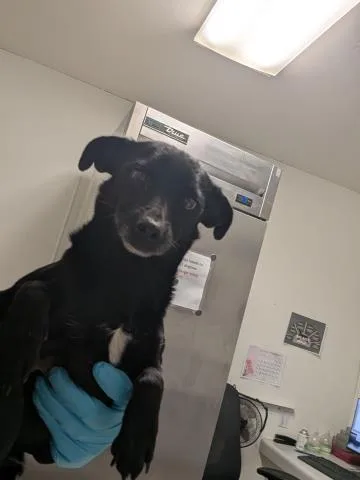 An adult medium-sized male Chihuahua dog named Oscar for adoption in Bakersfield, CA