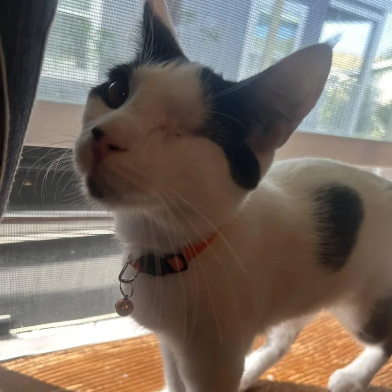 A baby medium-sized male Black & White / Tuxedo Domestic Short Hair cat named Pyrite for adoption in Concord, CA