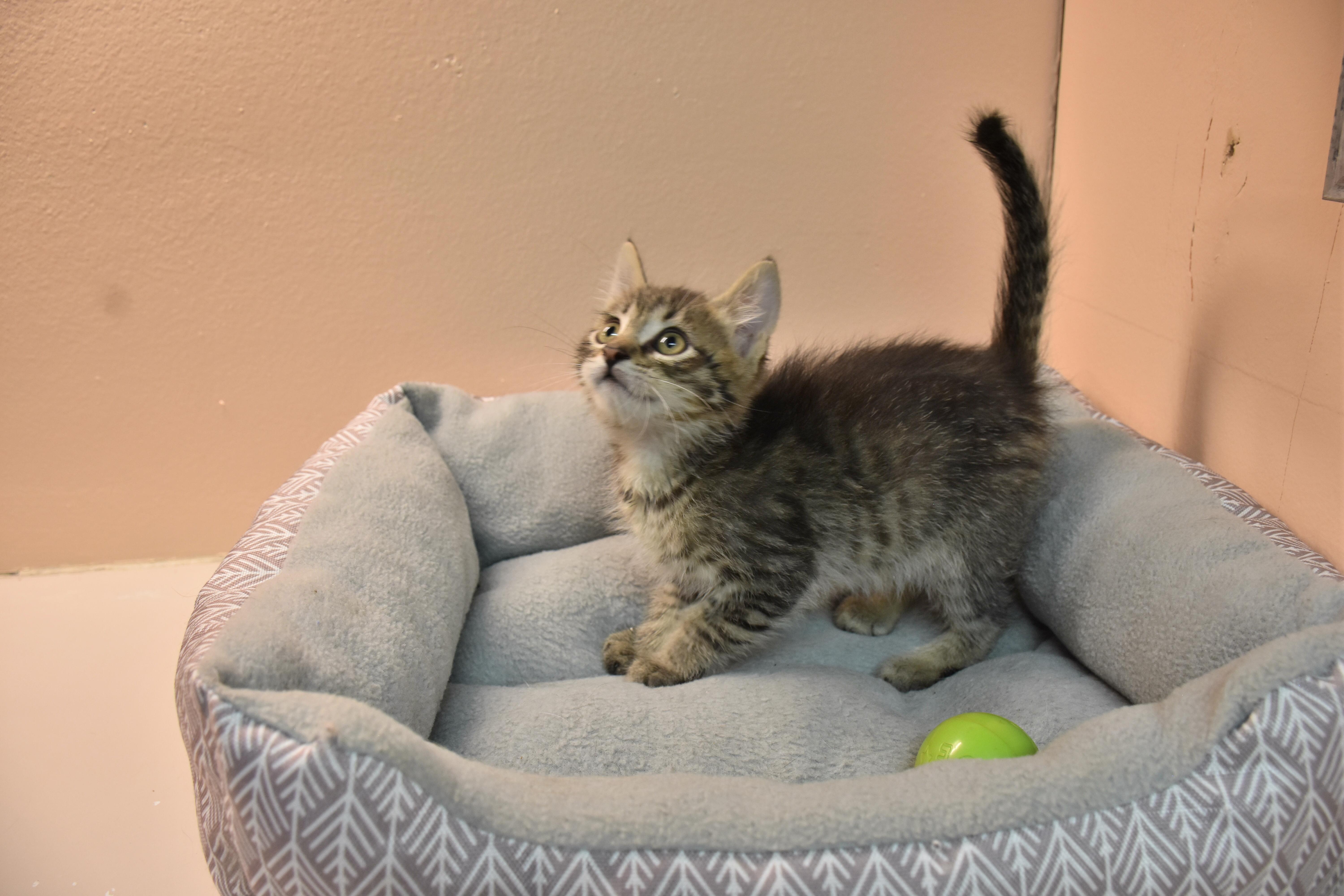 A baby small-sized male Tabby (Brown / Chocolate) Domestic Short Hair cat named Crumpet for adoption in North Judson, IN