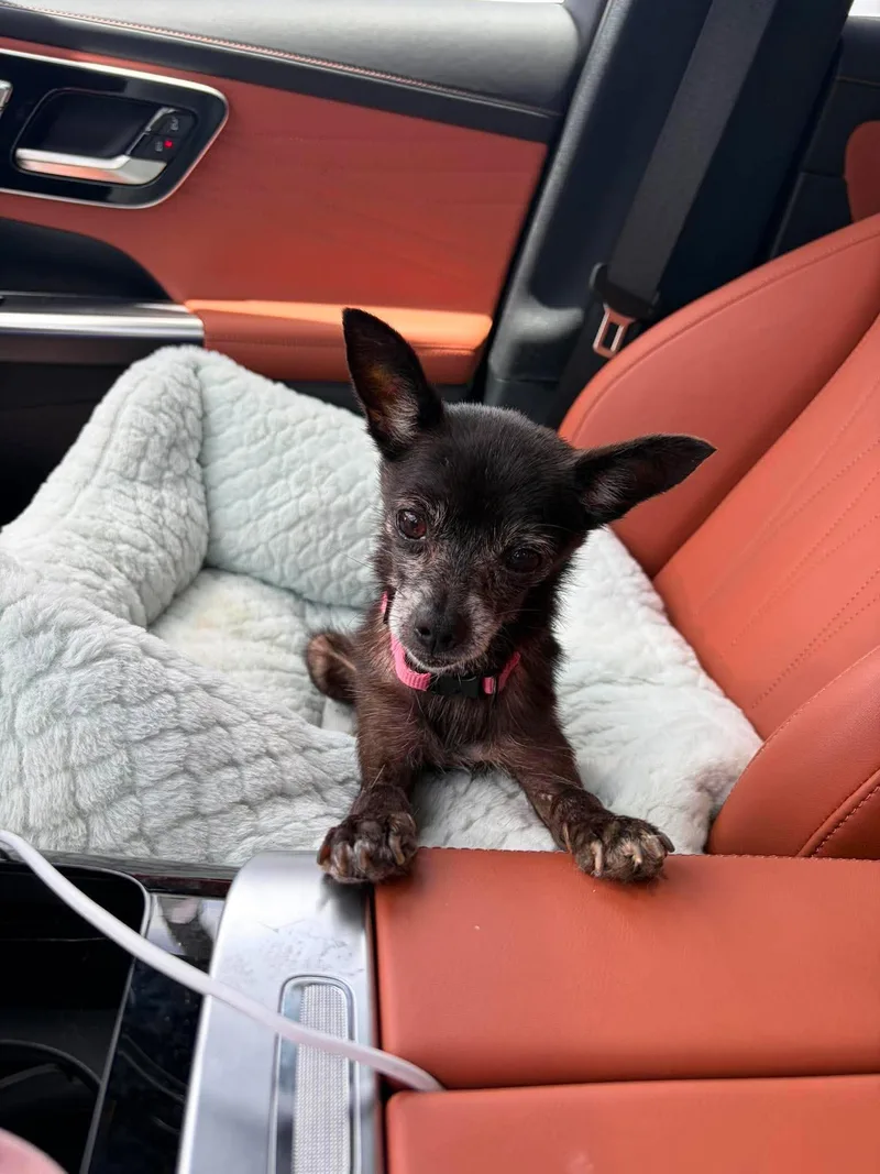 A senior small-sized female Chihuahua dog named Kenzie for adoption in Austin, TX