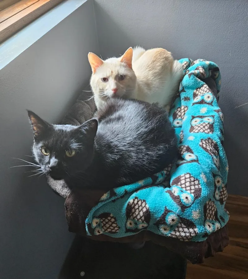 A young medium-sized female Domestic Short Hair cat named Athena for adoption in Minneapolis, MN