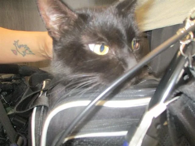An adult small-sized female Domestic Short Hair cat named Lily for adoption in Ocala, FL