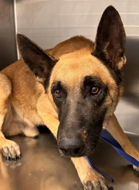 A young large-sized male German Shepherd Dog dog named Sherman for adoption in Tucson, AZ