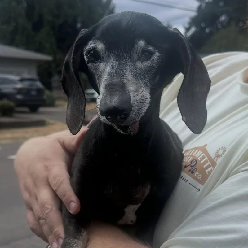 A senior small-sized male Dachshund dog named Tim for adoption in Portland, OR