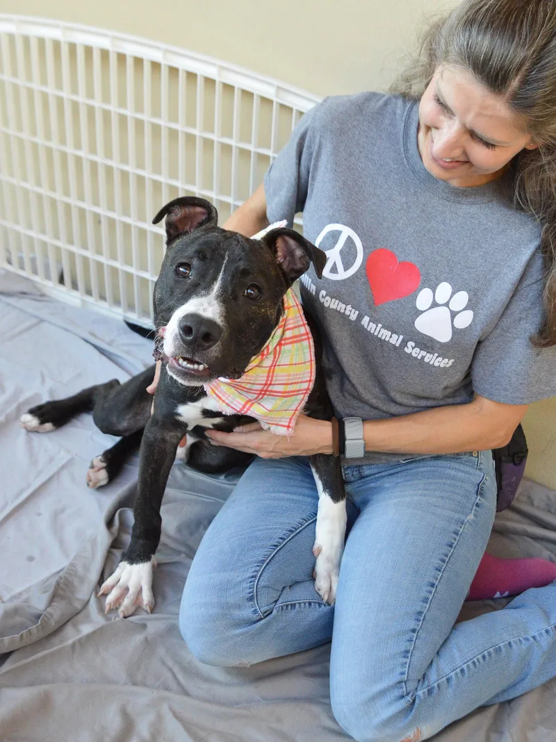 A baby large-sized male Pit Bull Terrier dog named Gumdrop for adoption in McKinney, TX