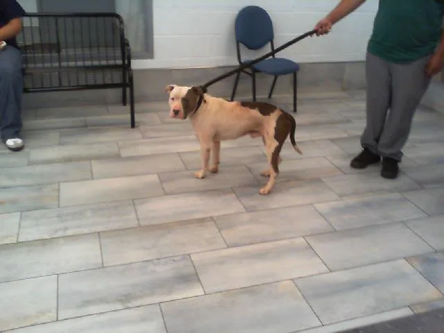 An adult medium-sized male Pit Bull Terrier dog named Trace for adoption in Charlotte, NC