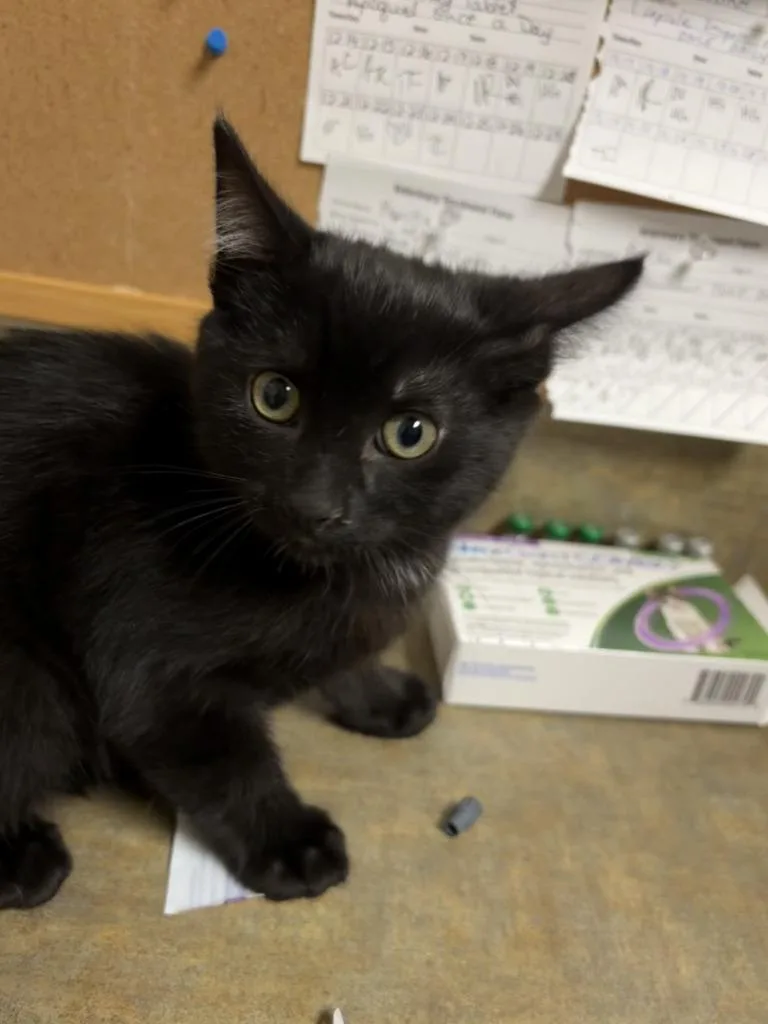 Mistletoe Icc thumbnail 2