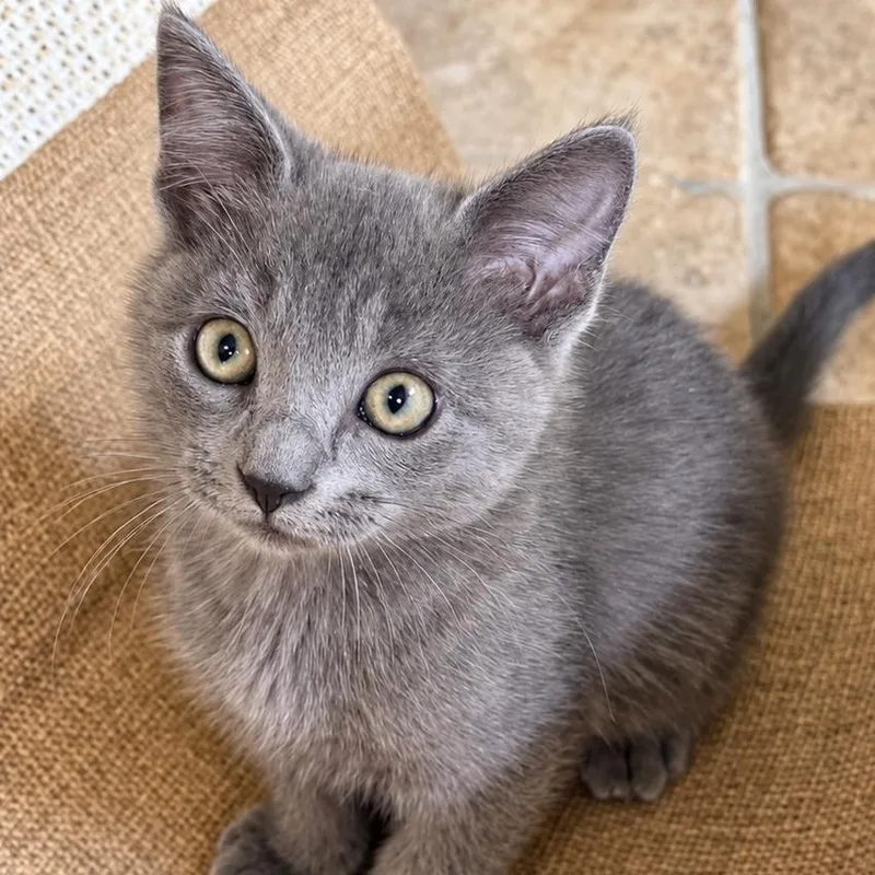 A baby medium-sized male Gray / Blue / Silver Domestic Short Hair cat named Jules for adoption in Jamestown, ND