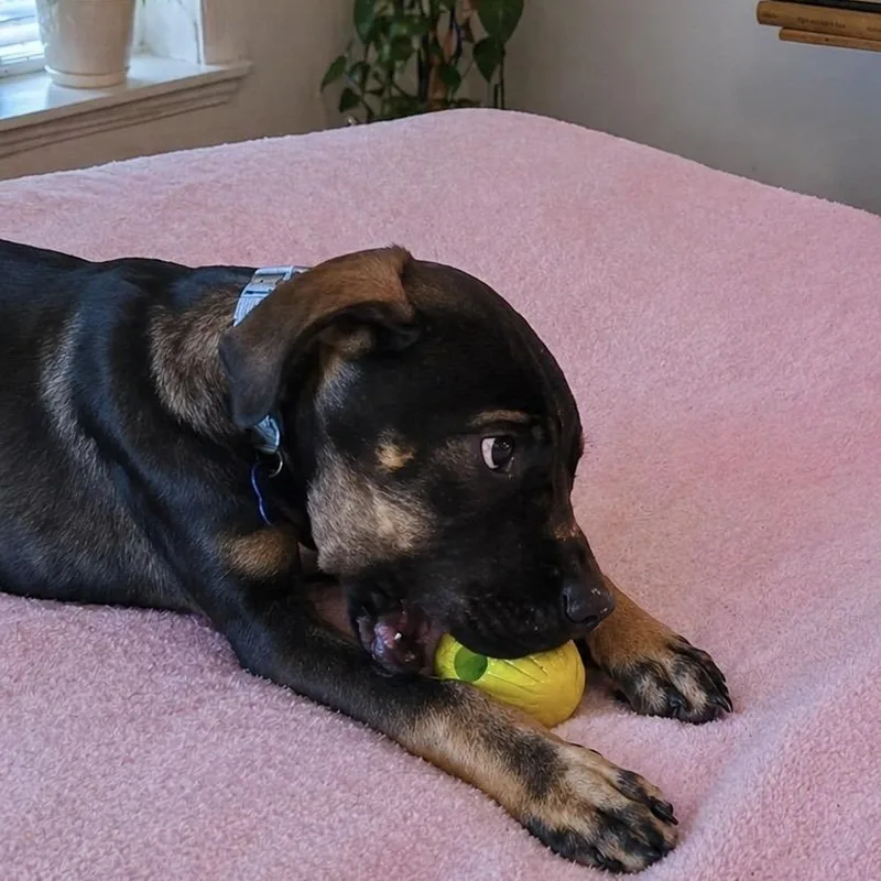 A young small-sized male Bicolor Mixed Breed dog named Beauregard for adoption in Little Rock, AR