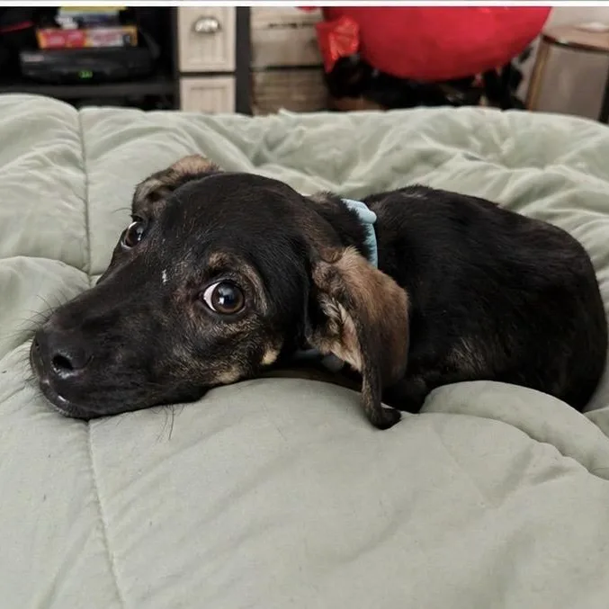 Beauregard thumbnail 2