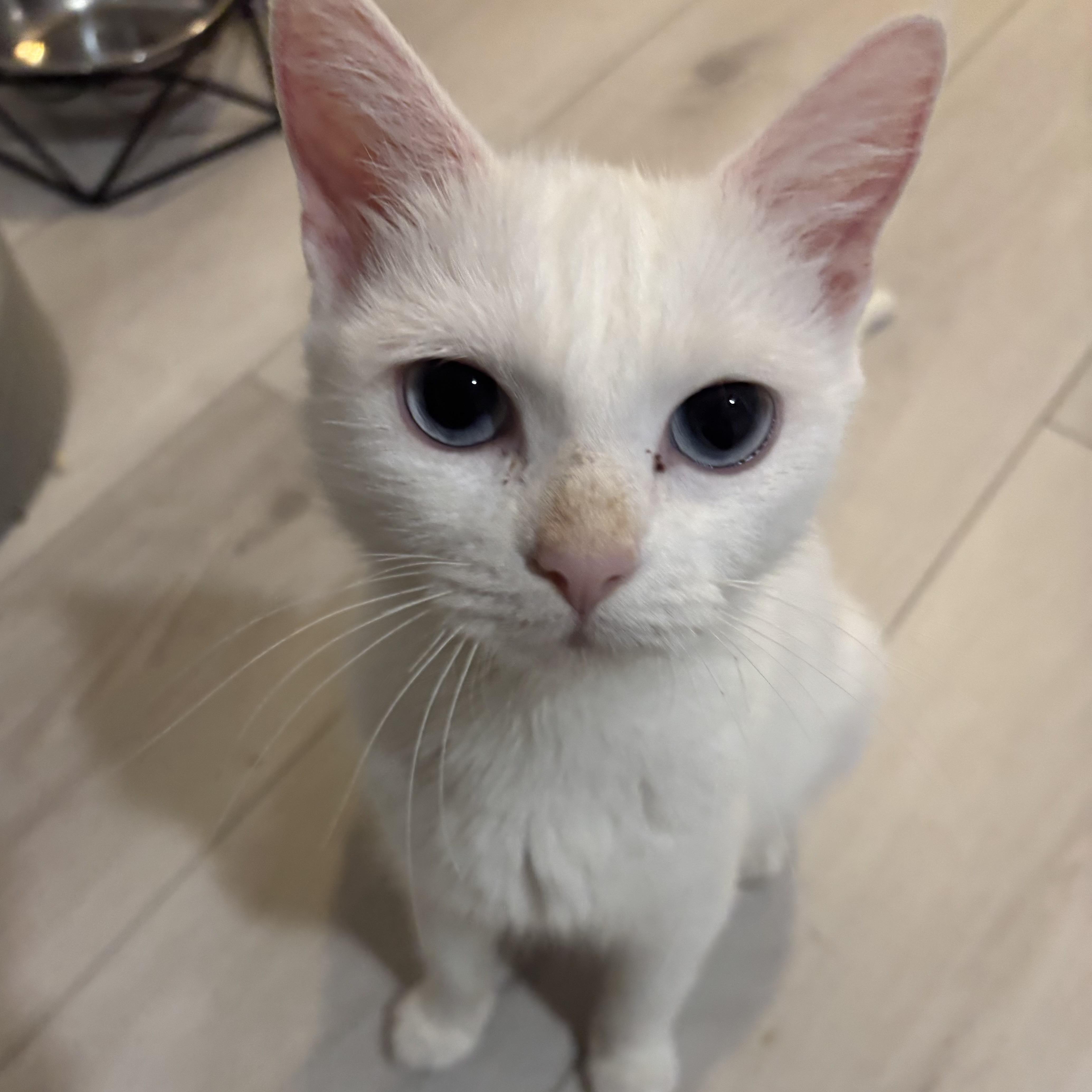 An adult medium-sized female White Domestic Short Hair cat named Harmony for adoption in Renton , WA