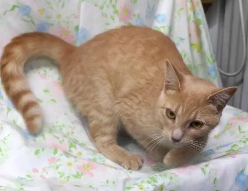An adult medium-sized female Buff / Tan / Fawn Domestic Short Hair cat named Juniper for adoption in Thief River Falls, MN