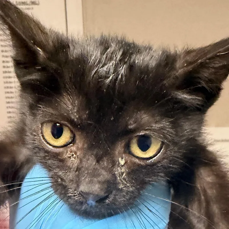 A baby small-sized female Black Domestic Short Hair cat named Shadow for adoption in Yuma, AZ